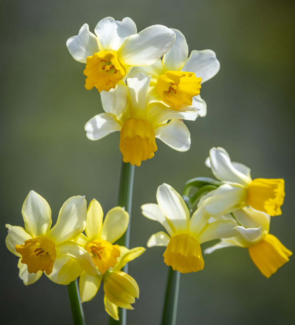 Narcissus 'Eaton Song'