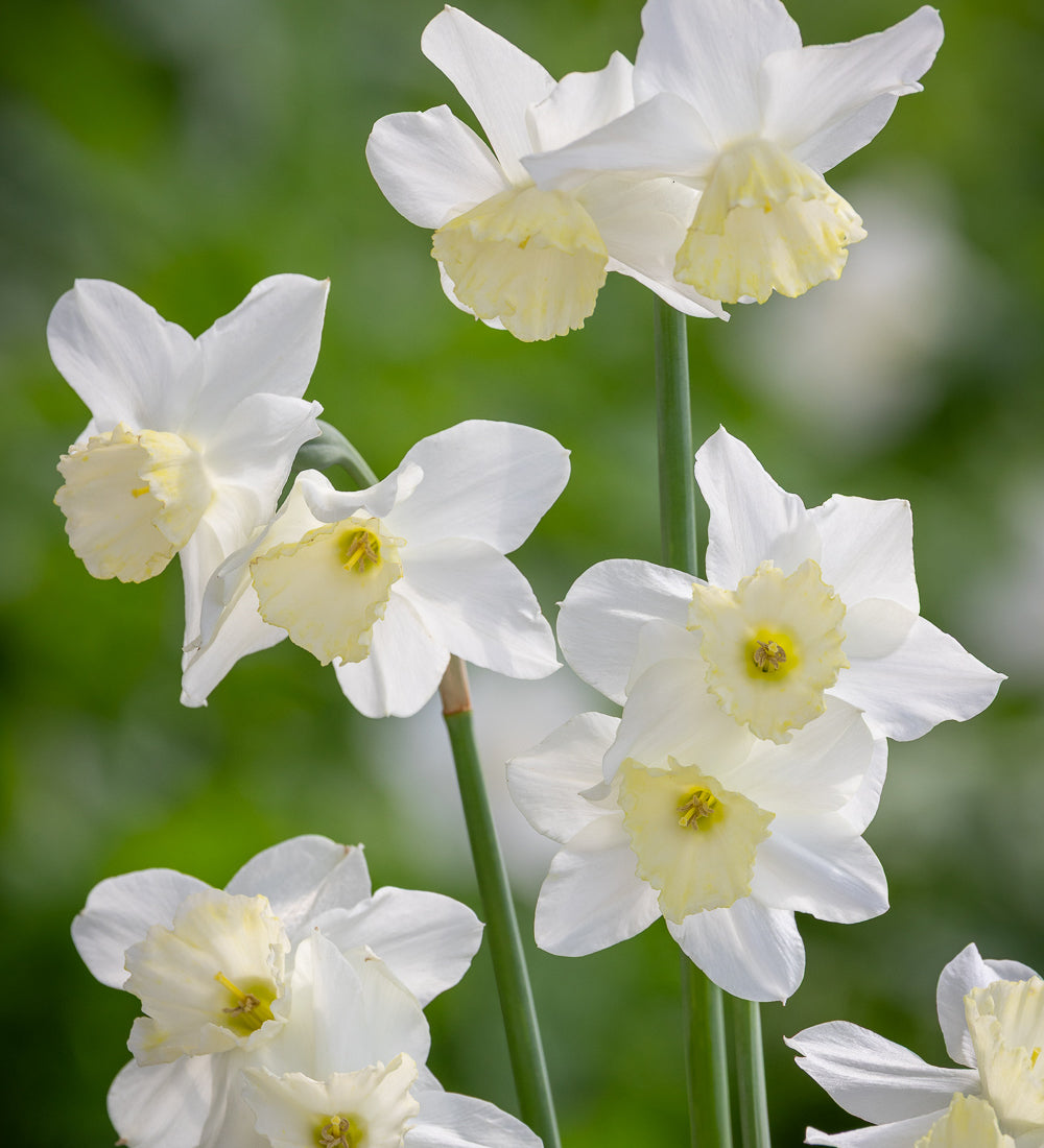 Narcissus 'Tresamble'