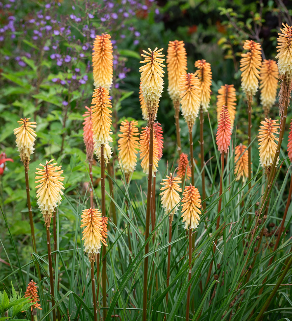 Kniphofia 'Tawny King'