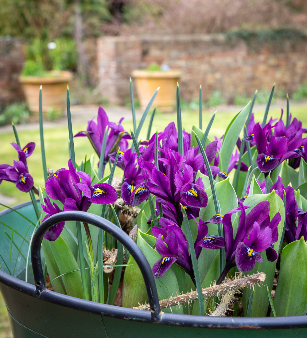 Brilliant Bulb Succession for Pots Collection
