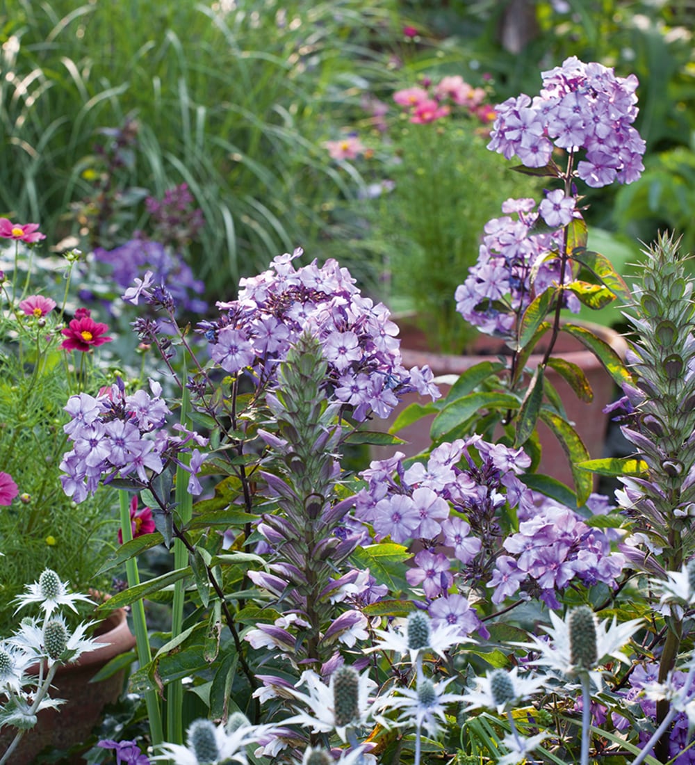 Blue Paradise  Border Collection
