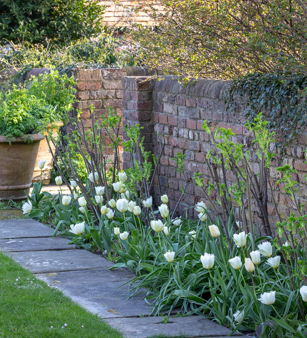 White Border Succession Tulip Collection