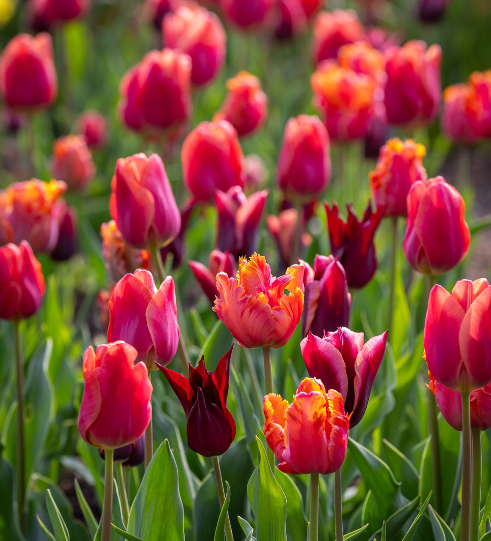 Perfect for Picking Tulip Collection