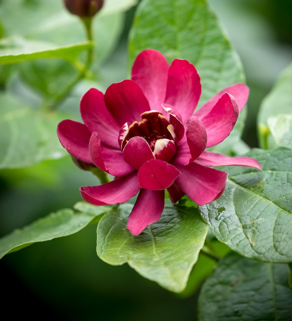 Calycanthus 'Aphrodite'