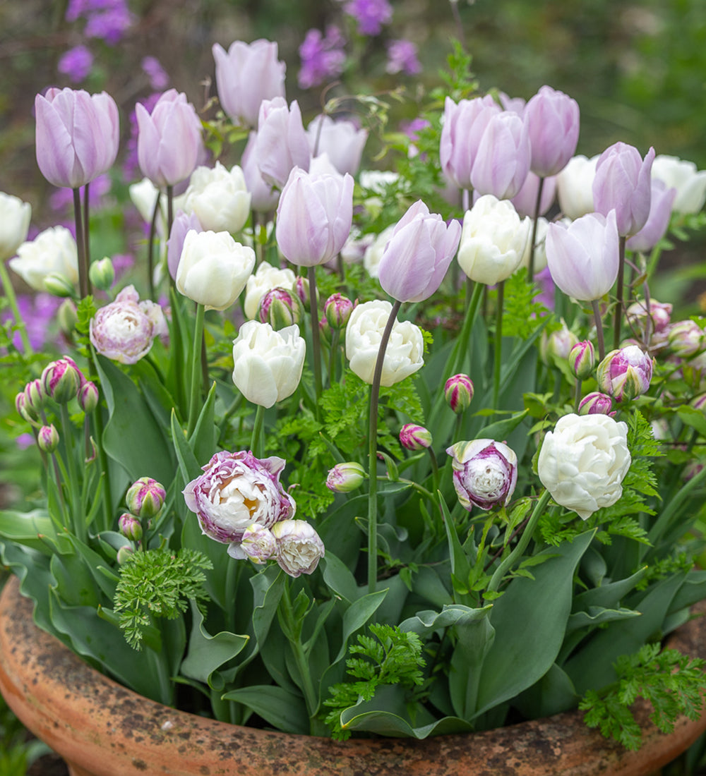 Spring Clouds Tulip Collection