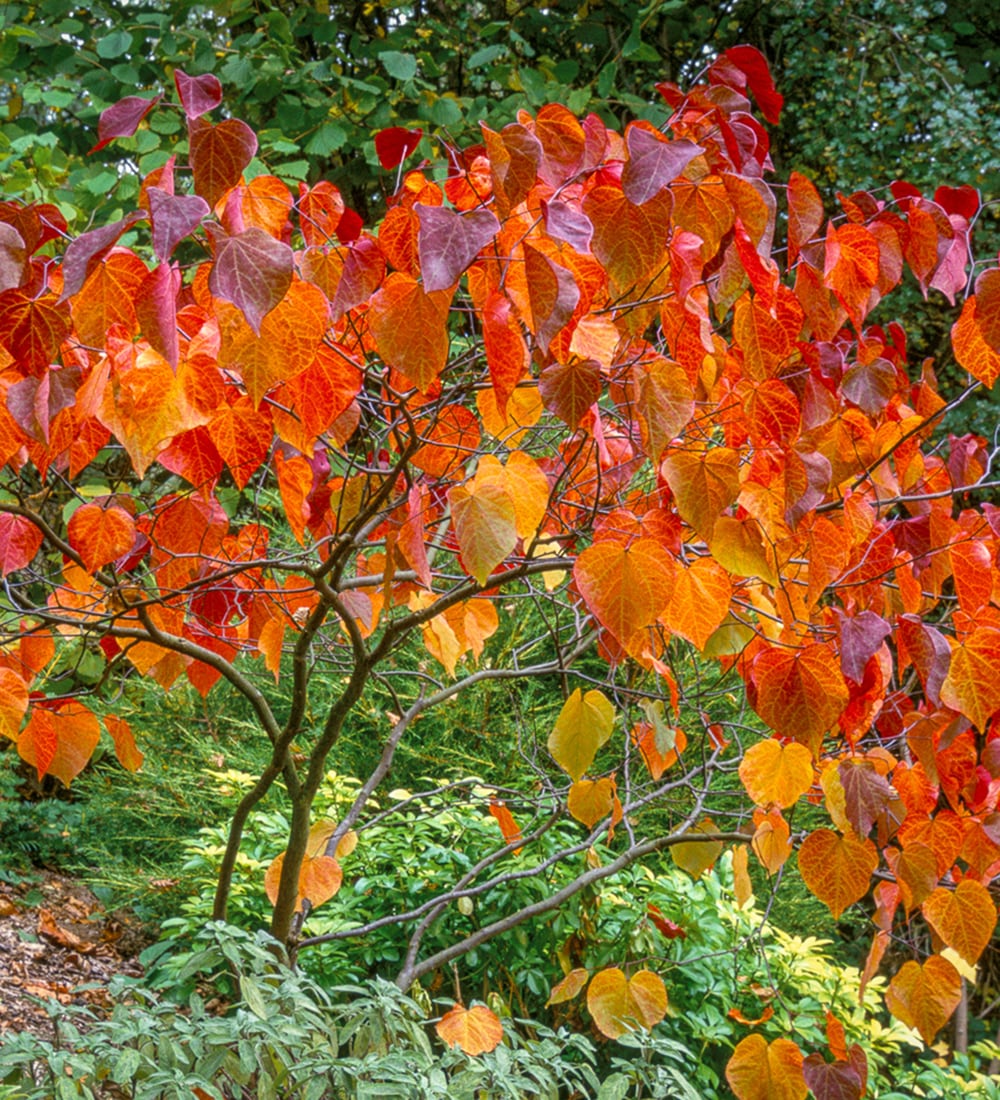 Cercis canadensis 'Forest Pansy'