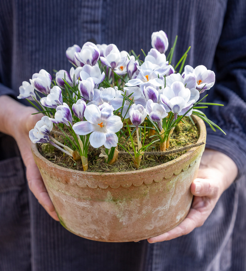 Crocus chrysanthus 'Prins Claus'