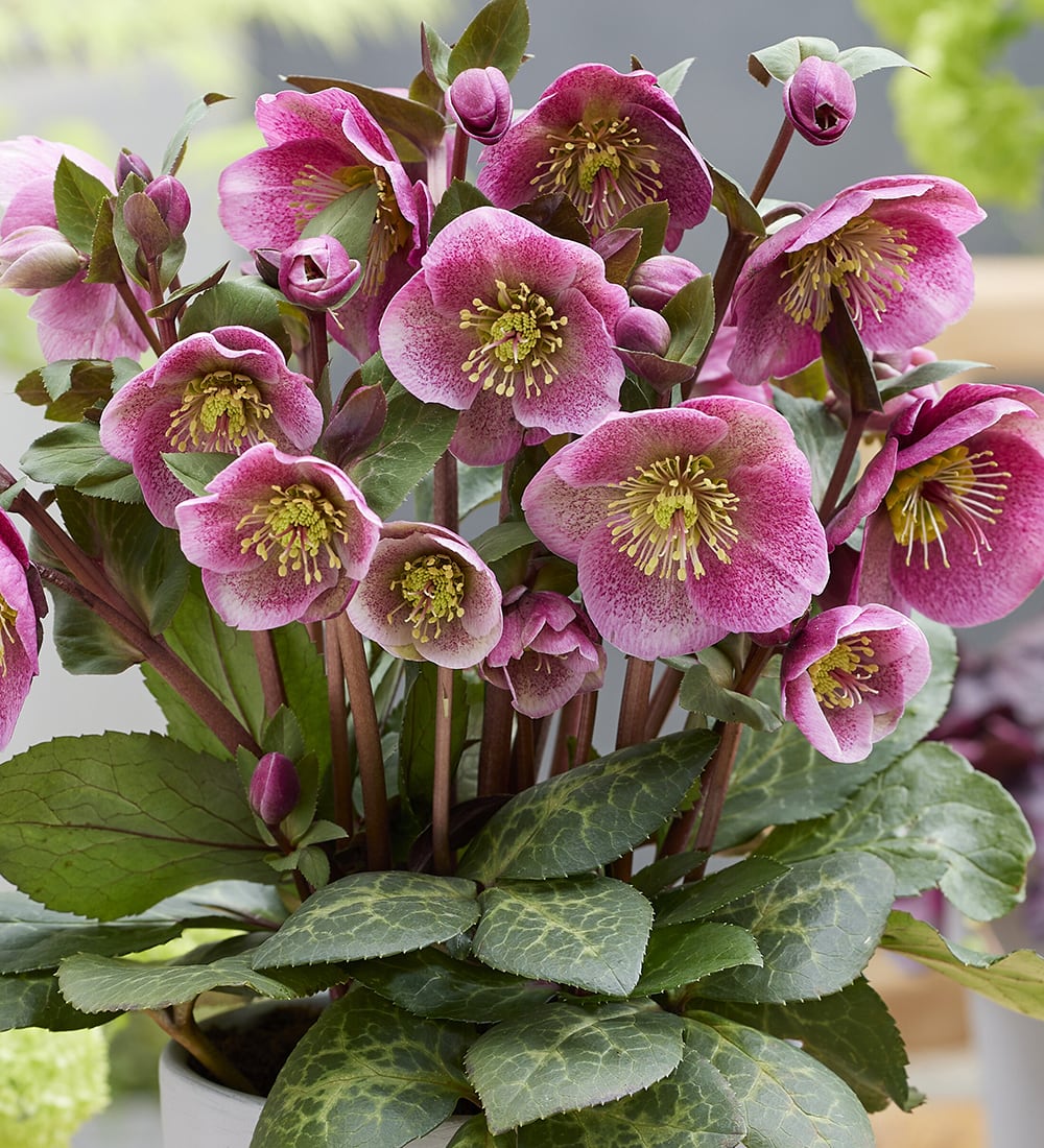 Helleborus 'Charmer' (Rodney Davey Marbled Group)