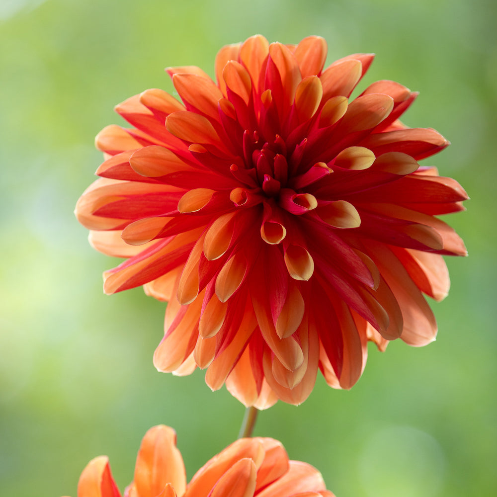 Dahlia 'Japlou'