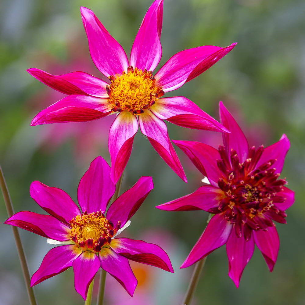Dahlia 'Pink Starfish'