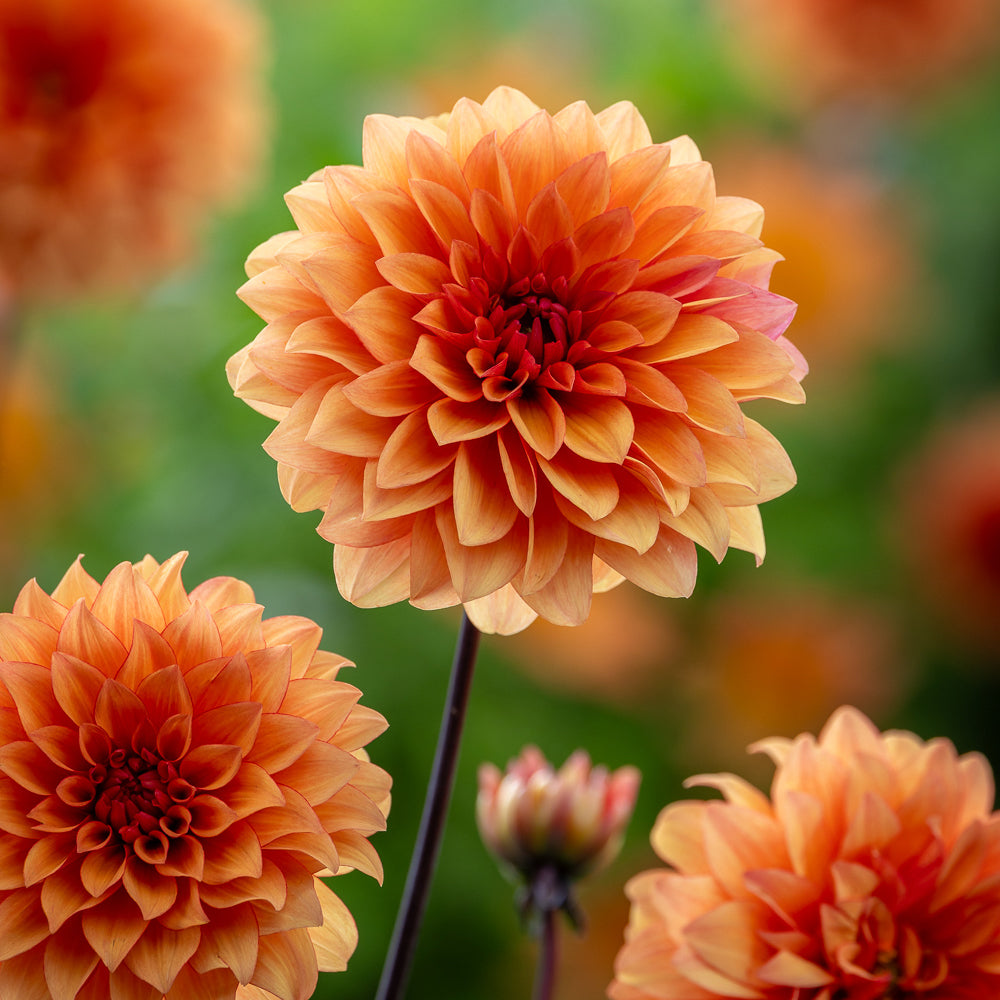 Dahlia 'Statue of Orange'