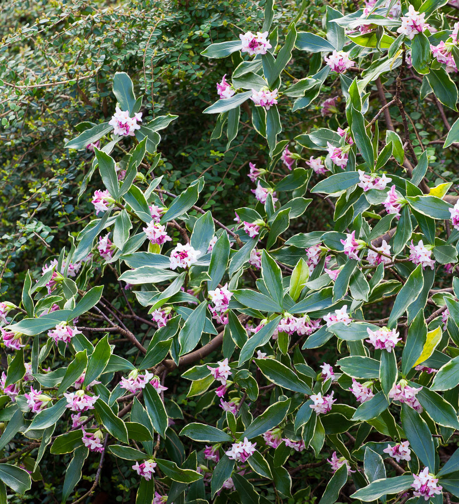 Daphne odora 'Aureomarginata'