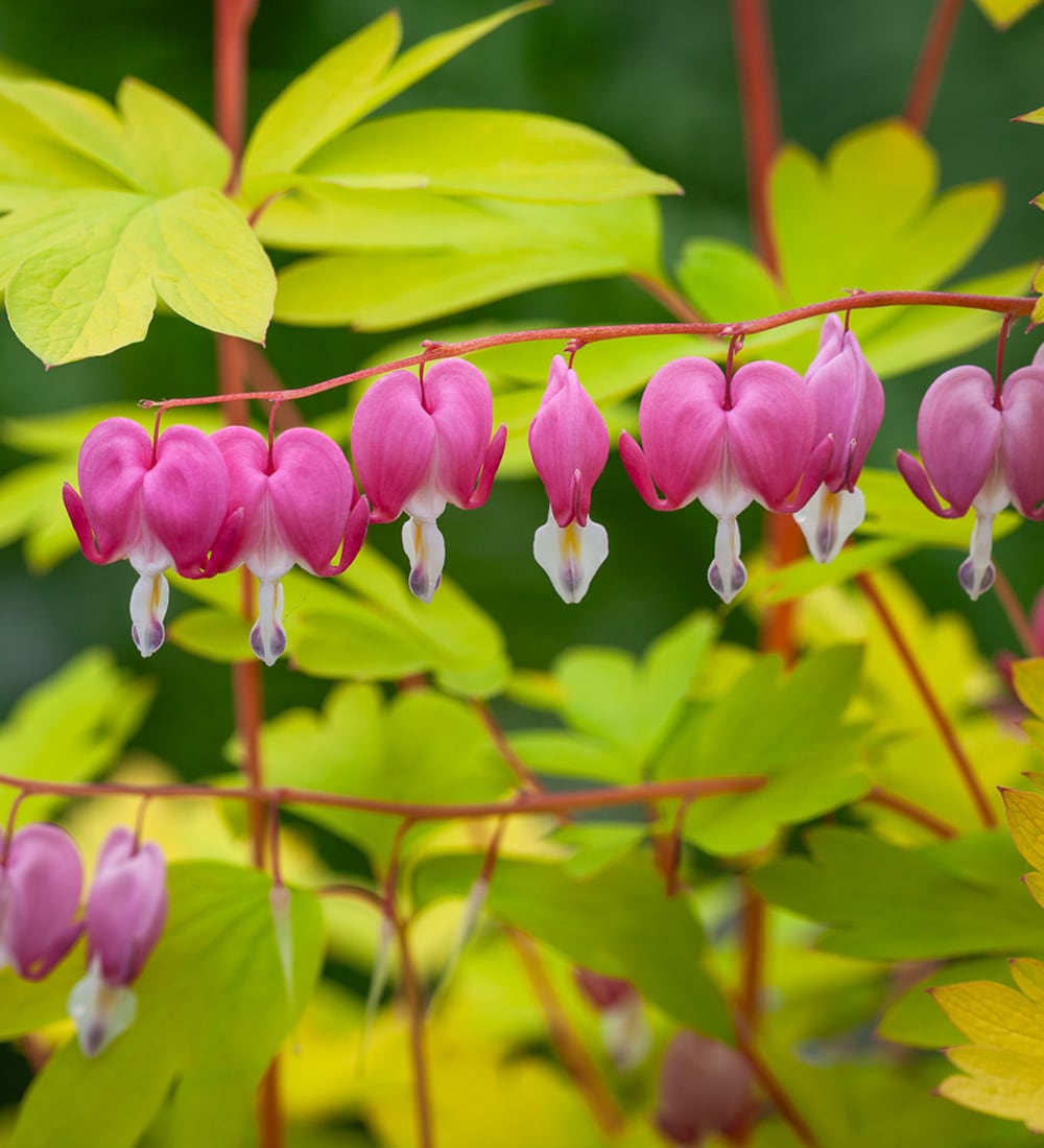 Dicentra spectabilis 'Gold Heart'