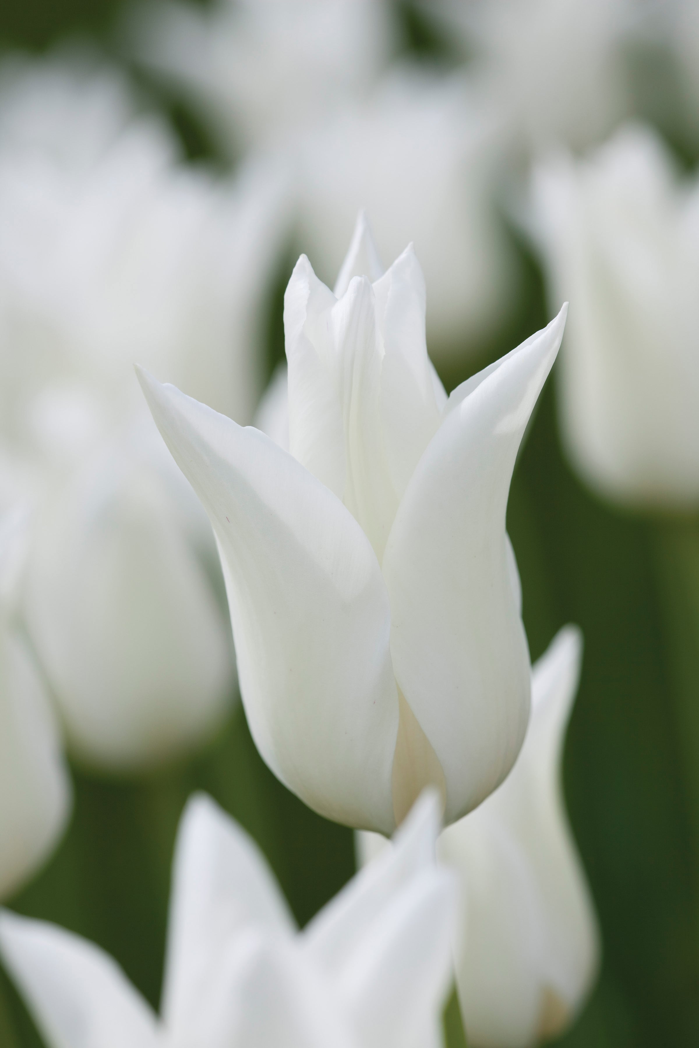 Tulip 'White Triumphator'