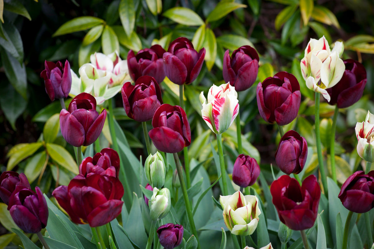 Tulip 'Ronaldo'