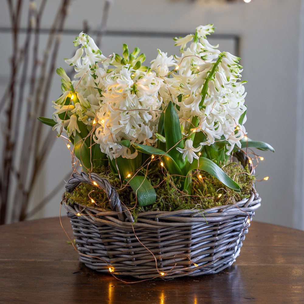 Hyacinths in a Willow Basket