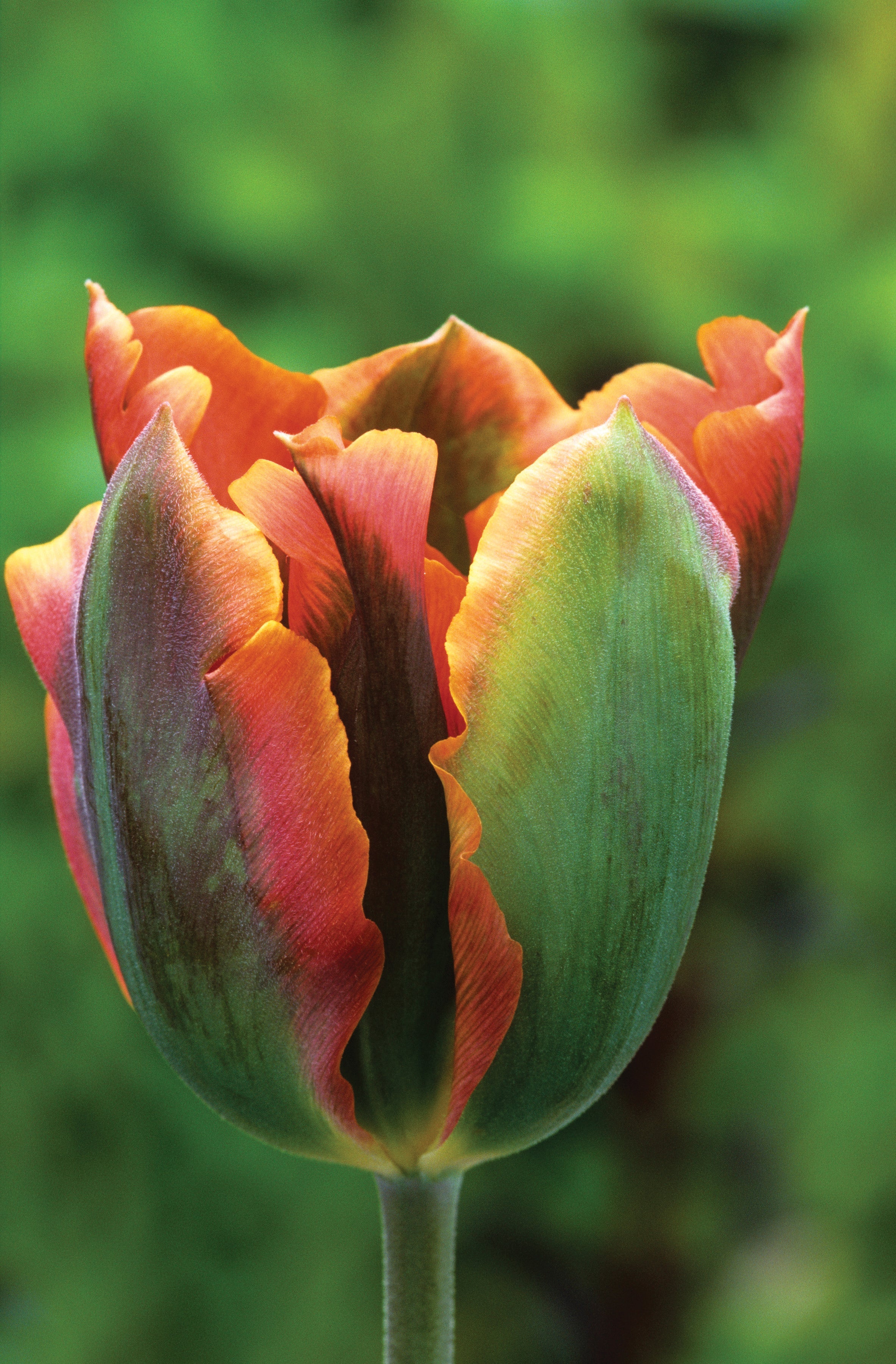 Buy Tulip 'Artist' Bulbs | Viridiflora Tulips | Sarah Raven