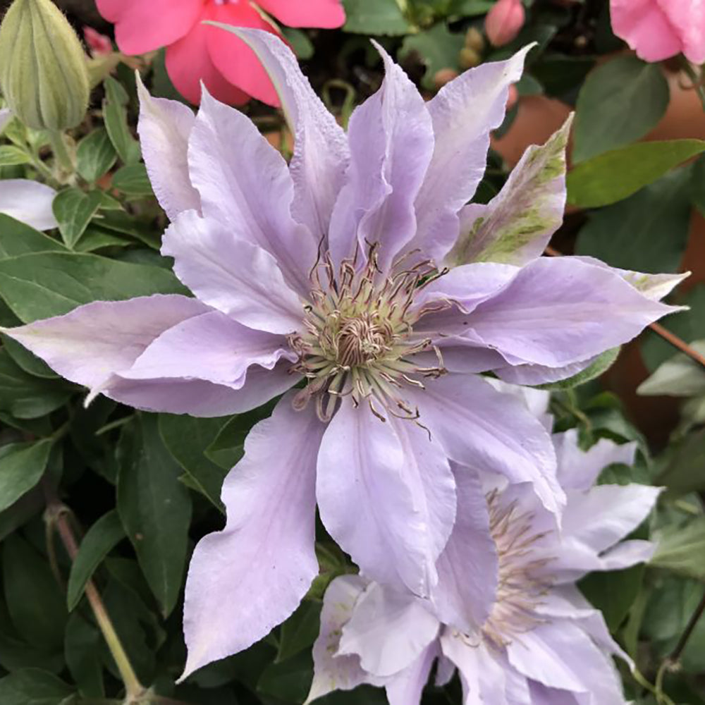 Clematis 'Filigree' (Tudor Patio Collection)