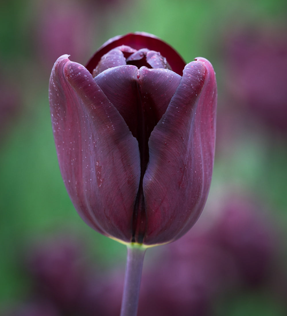 Tulip 'Continental'