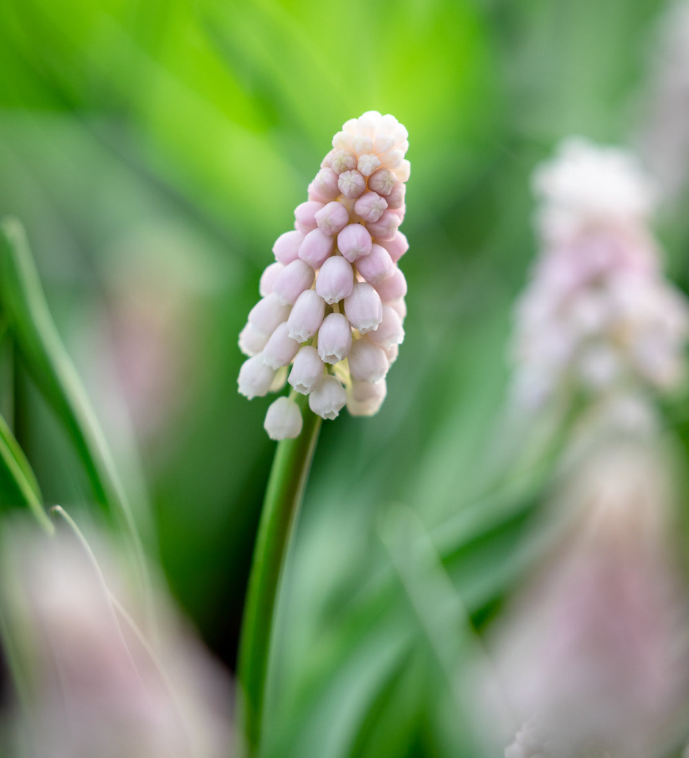 Muscari Collection