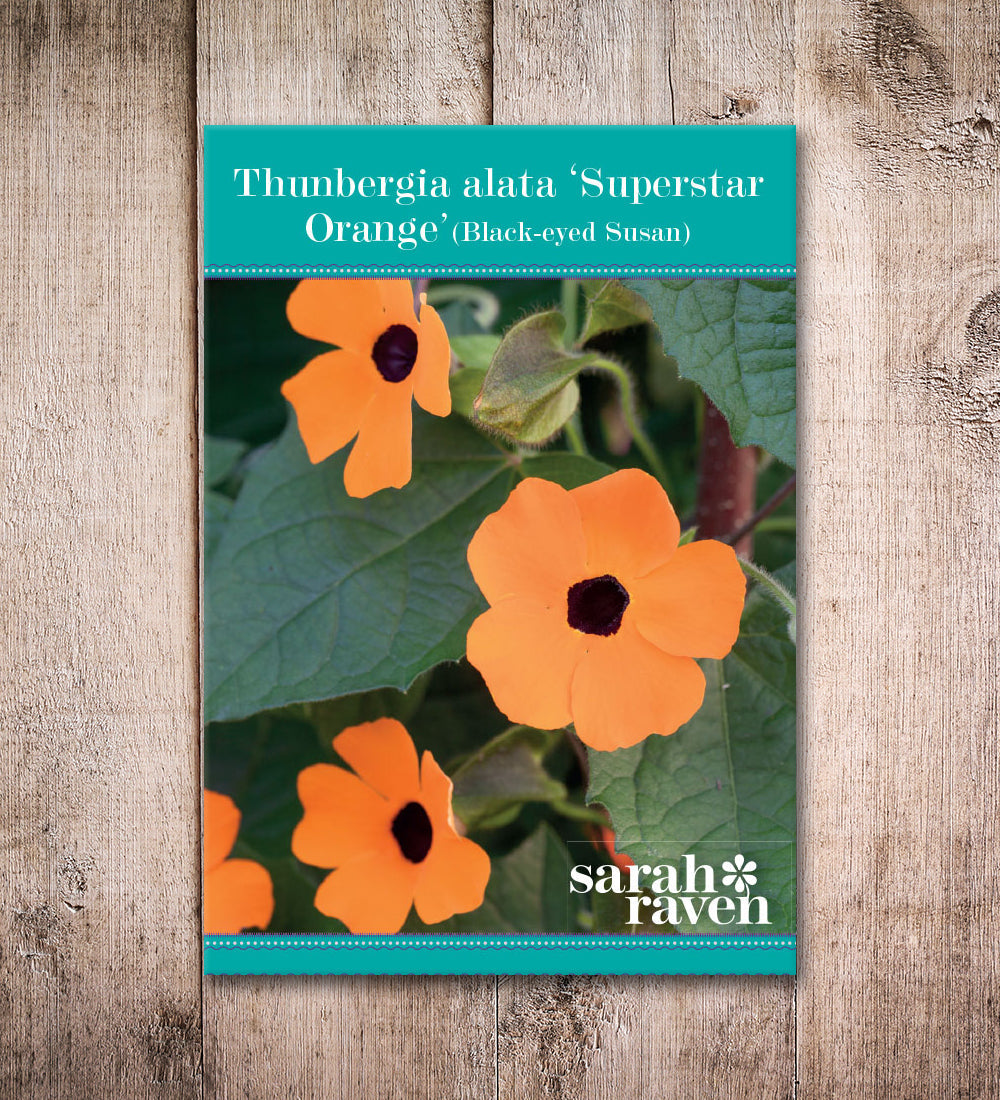 Thunbergia alata 'Superstar Orange'