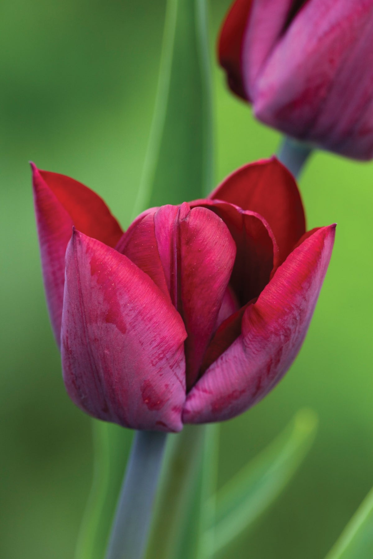 Tulip 'Ronaldo'