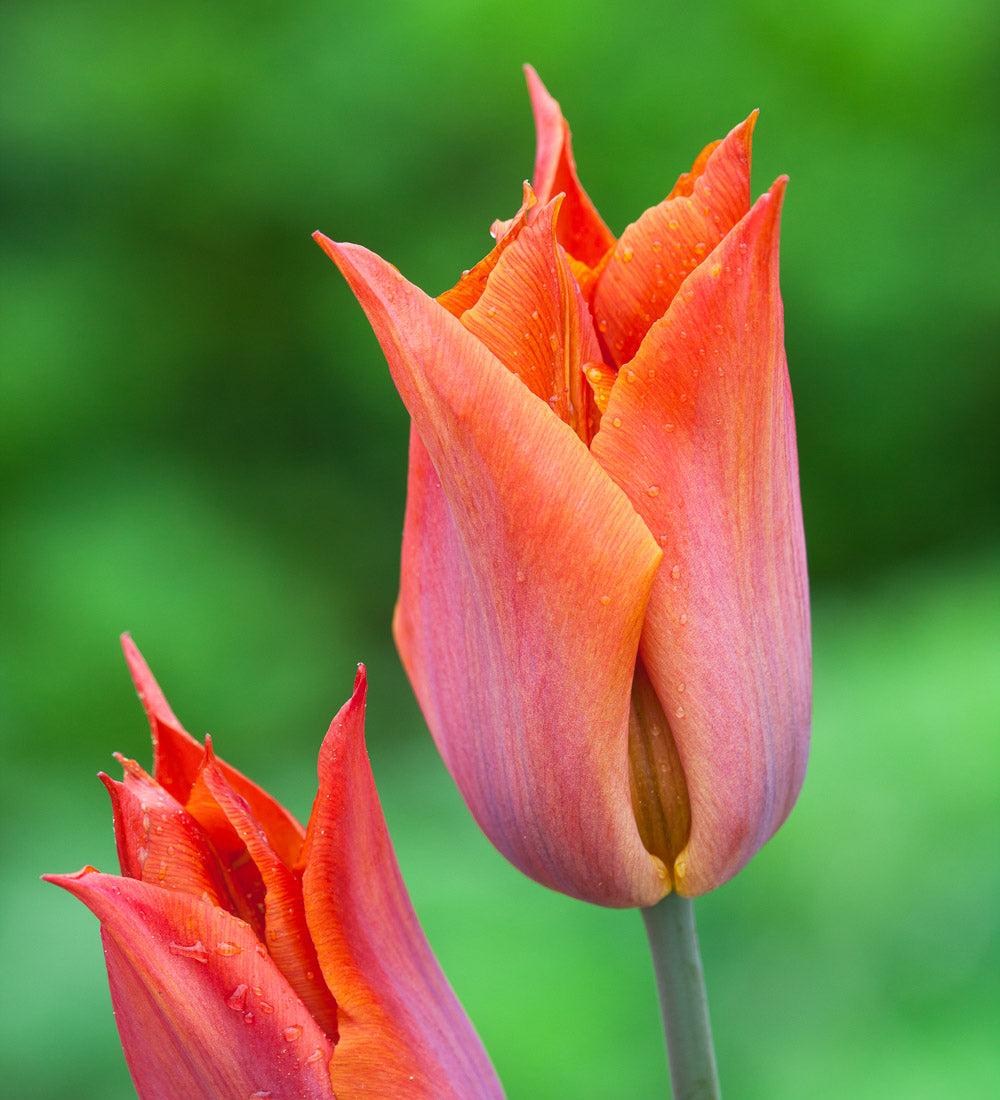 Easy Wow Tulip Collection
