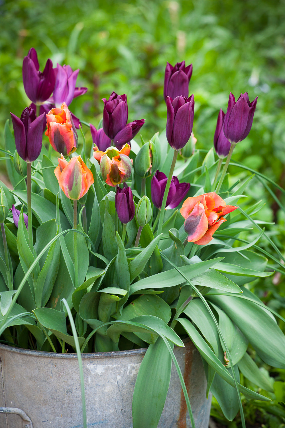 Buy Tulip 'Artist' Bulbs | Viridiflora Tulips | Sarah Raven