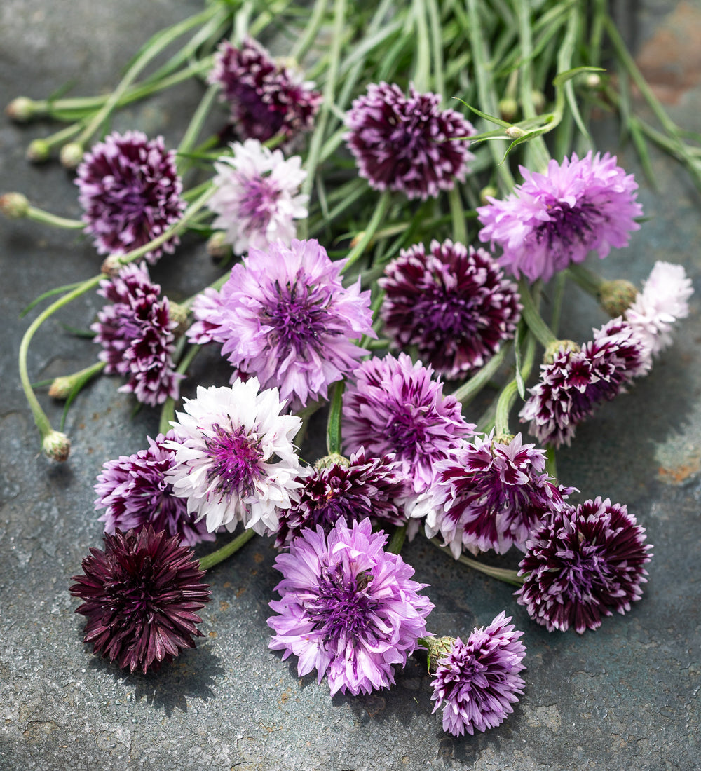 Centaurea cyanus 'Classic Magic'