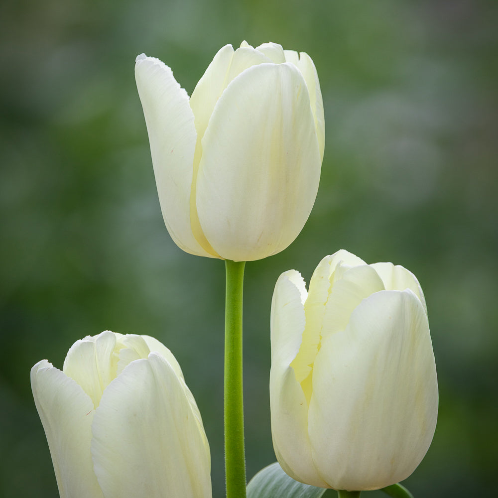 Tulip 'Limoncello'