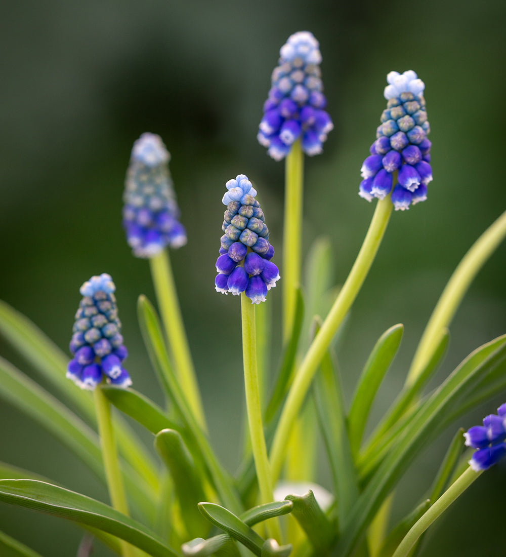 Muscari Collection
