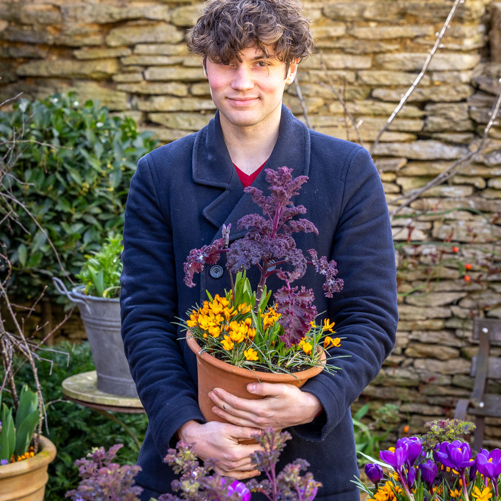 Arthur's Jaffa Cake Crocus Collection