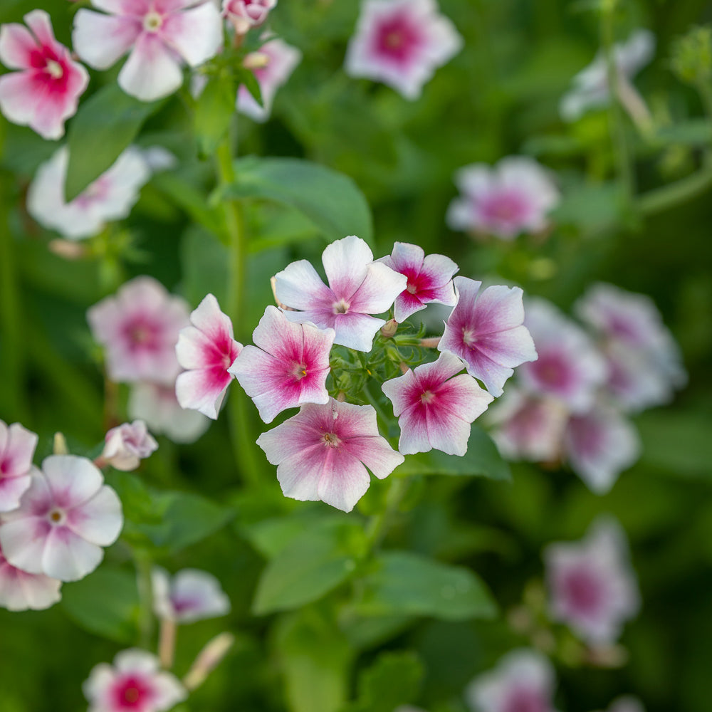 Phlox drummondii 'Blushing Bride'
