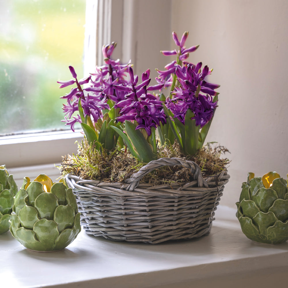 Hyacinths in a Willow Basket