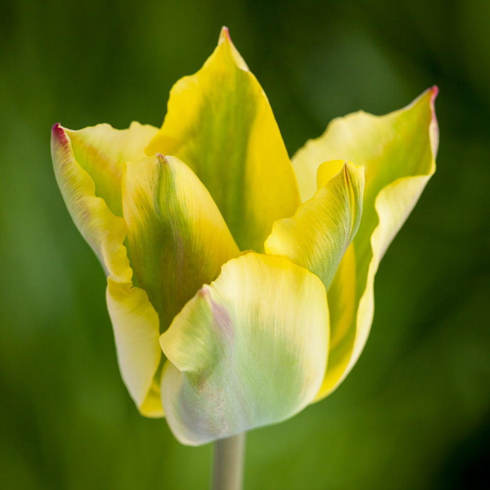 Tulip 'Formosa'