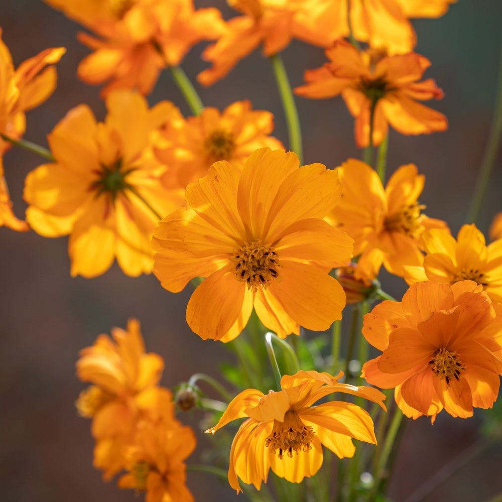Cosmos suphureus 'Tango'