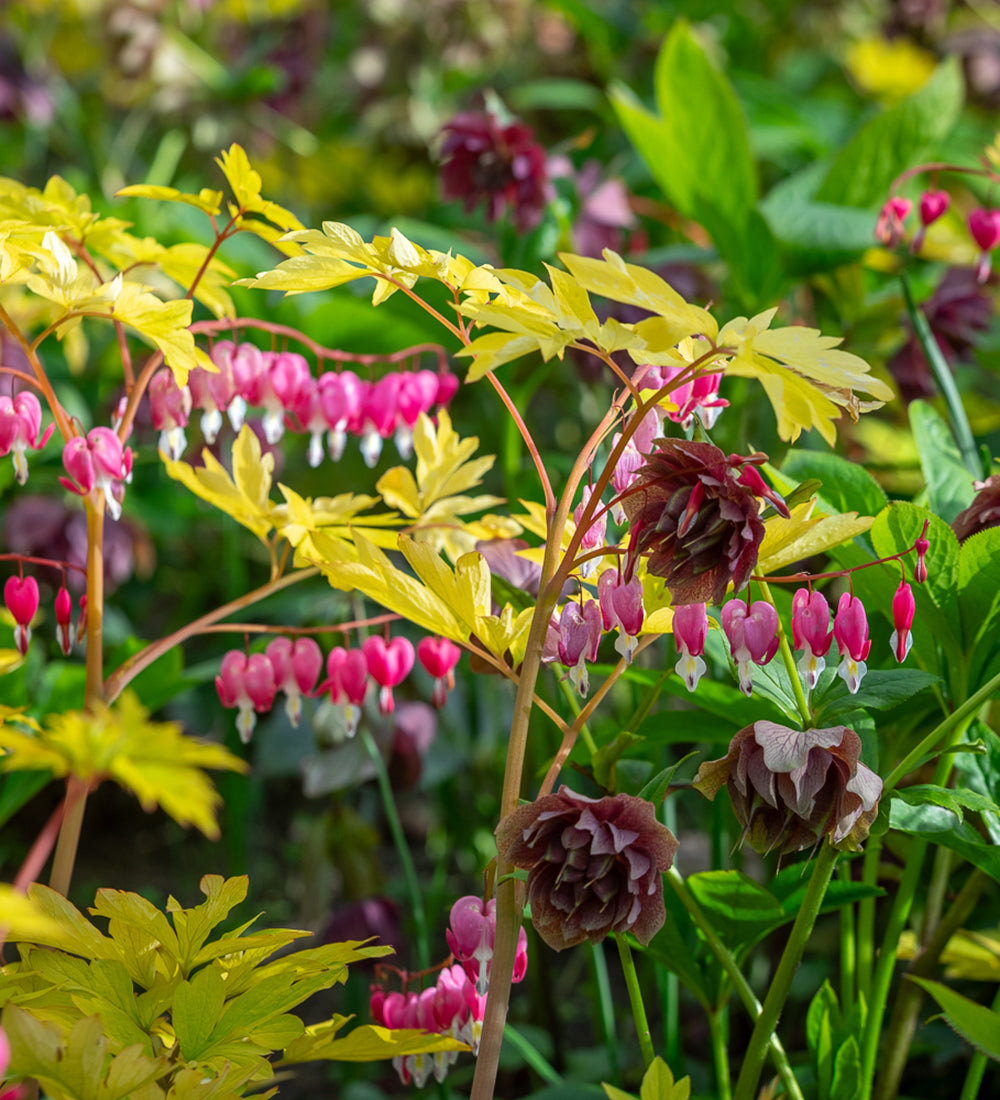 Ruffles and Hearts Perennial Border Duo
