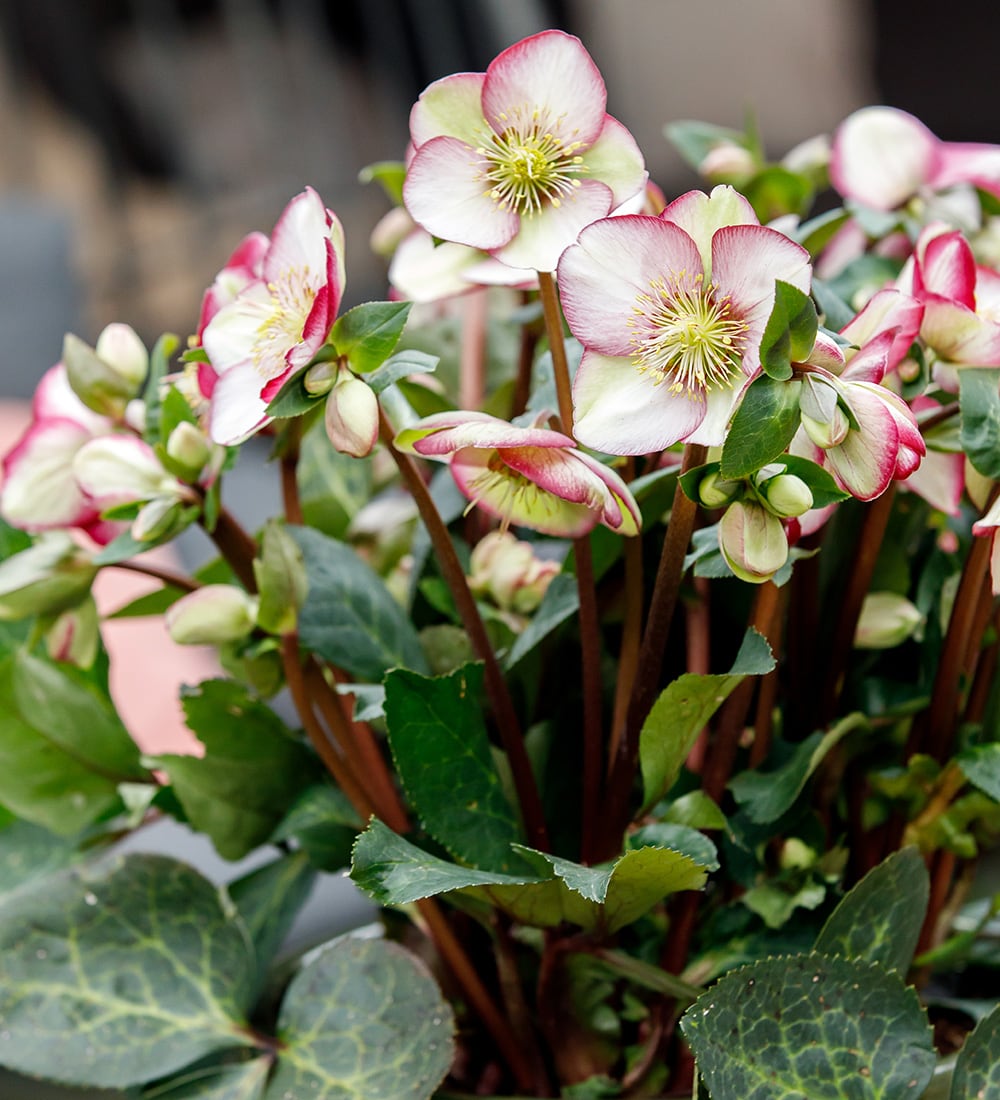 Helleborus 'Magico' (Rodney Davey Marbled Group)