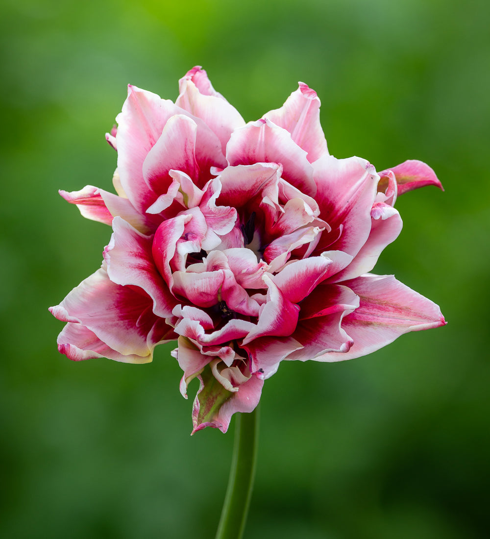 Tulip 'Sarana'