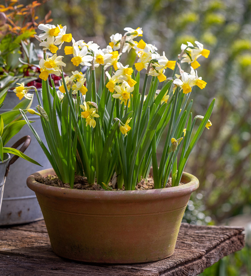 Narcissus 'Eaton Song'