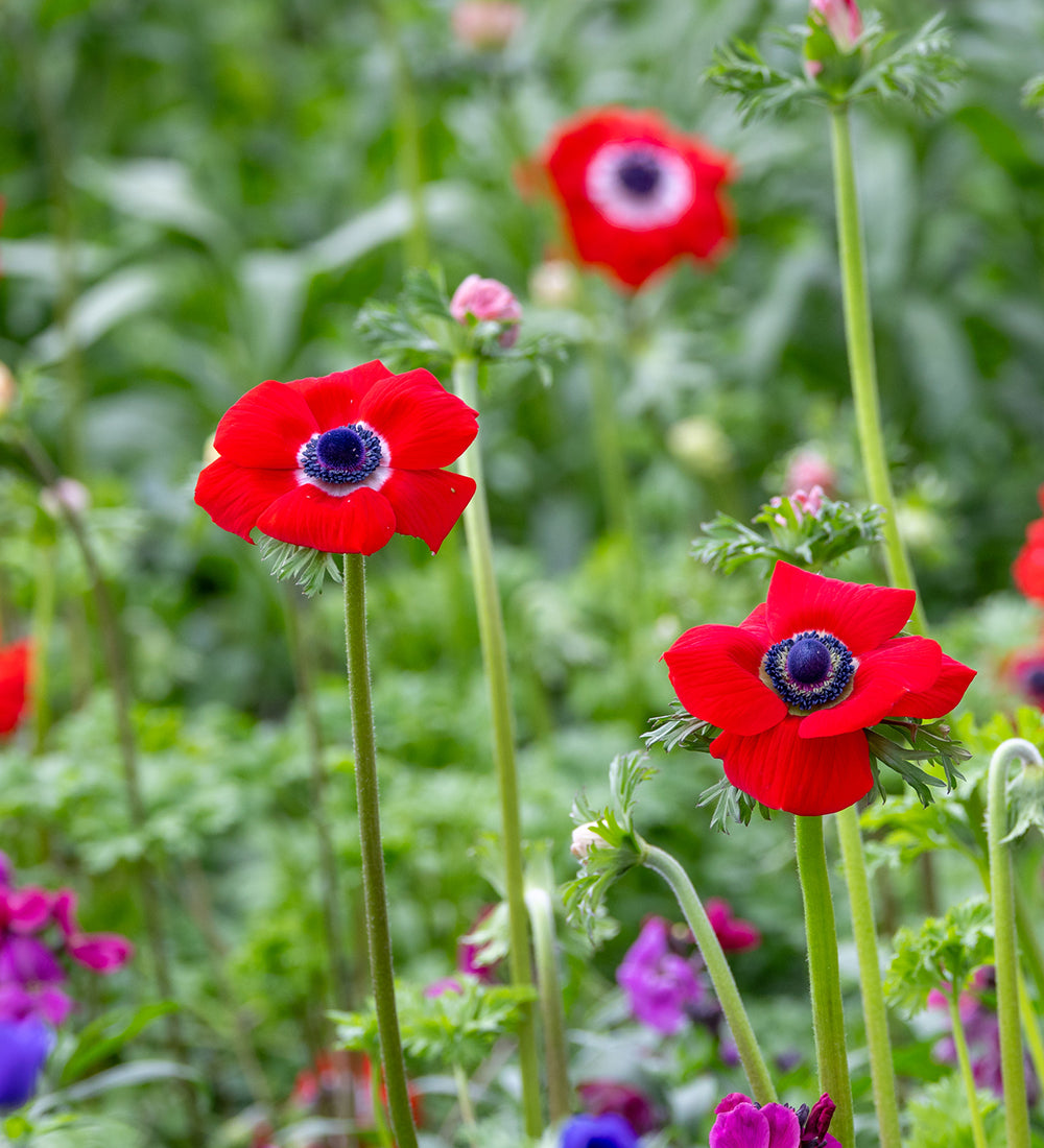 Anemone coronaria 'Red'