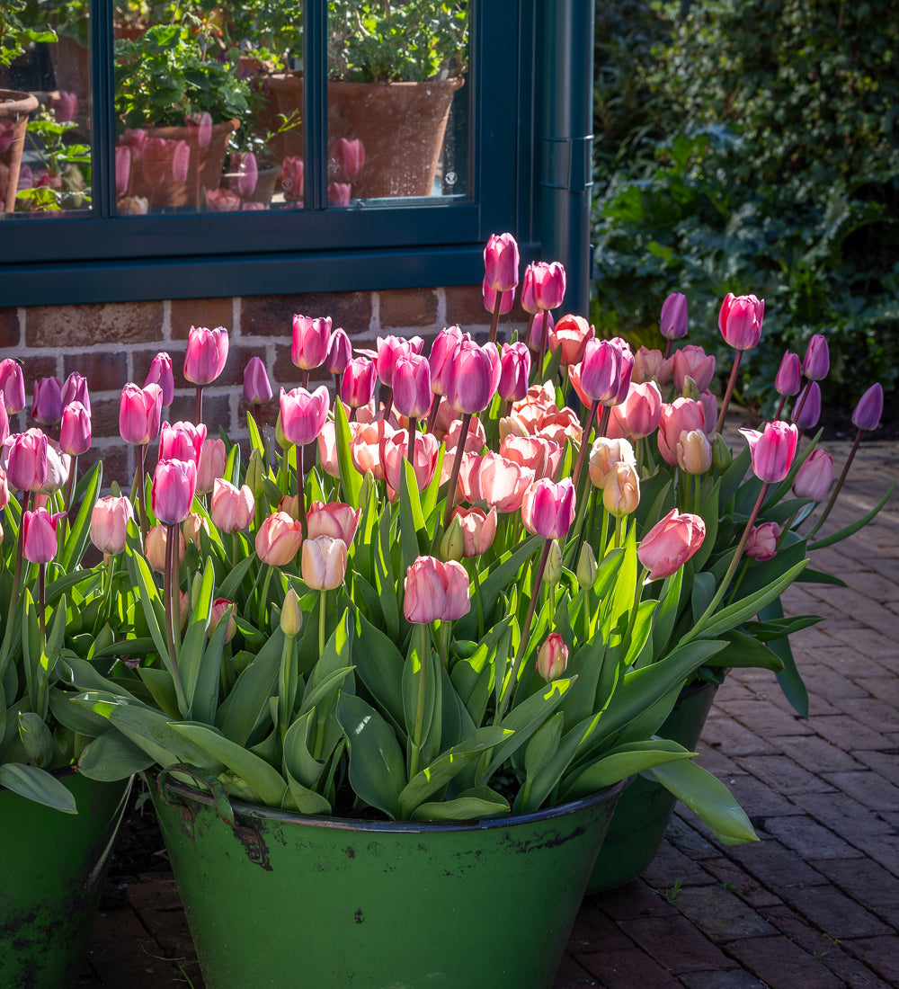 Sophisticated Pinks Tulip Collection