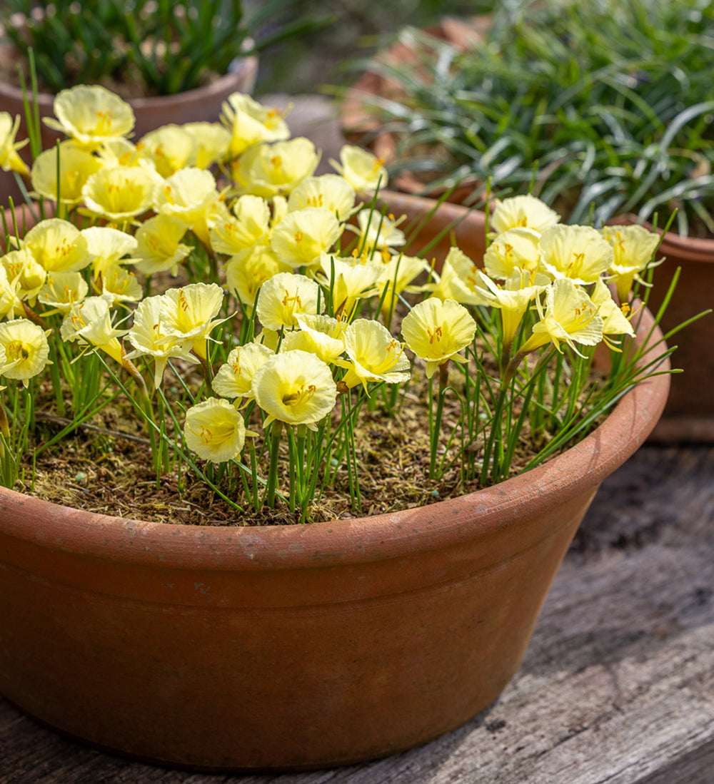 Narcissus 'Julia Jane'