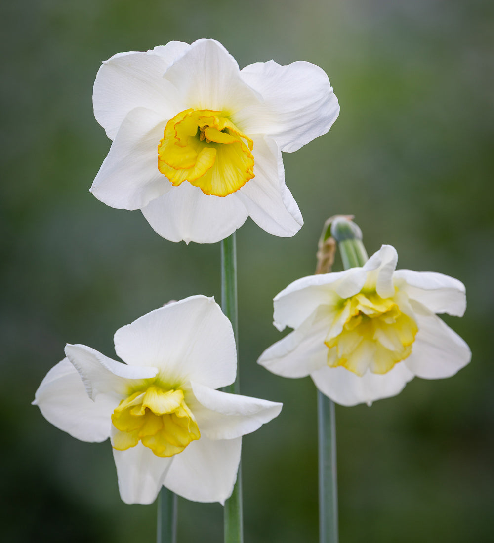 Narcissus 'Papillon Blanc'