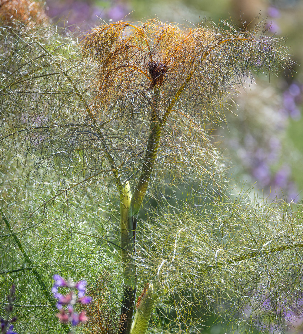 Bronze Fennel (Foeniculum vulgare ‘Purpureum’)