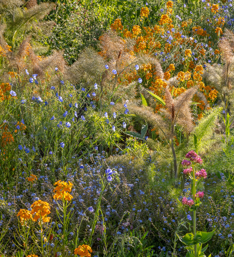Bronze Fennel (Foeniculum vulgare ‘Purpureum’)