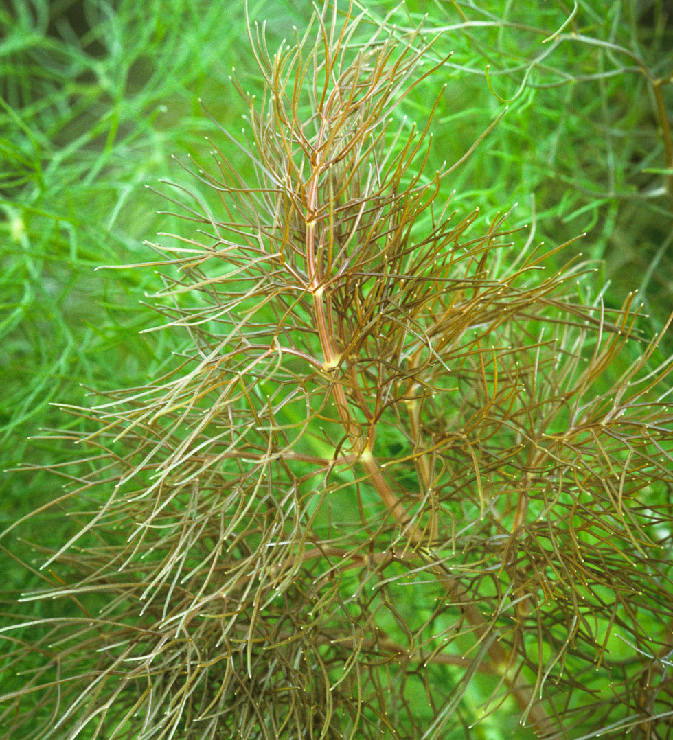 Bronze Fennel (Foeniculum vulgare ‘Purpureum’)