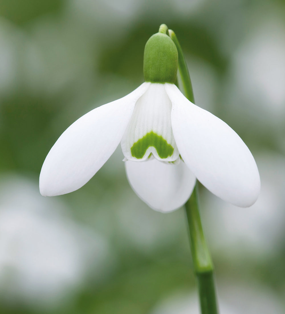 Galanthus 'Sam Arnott'