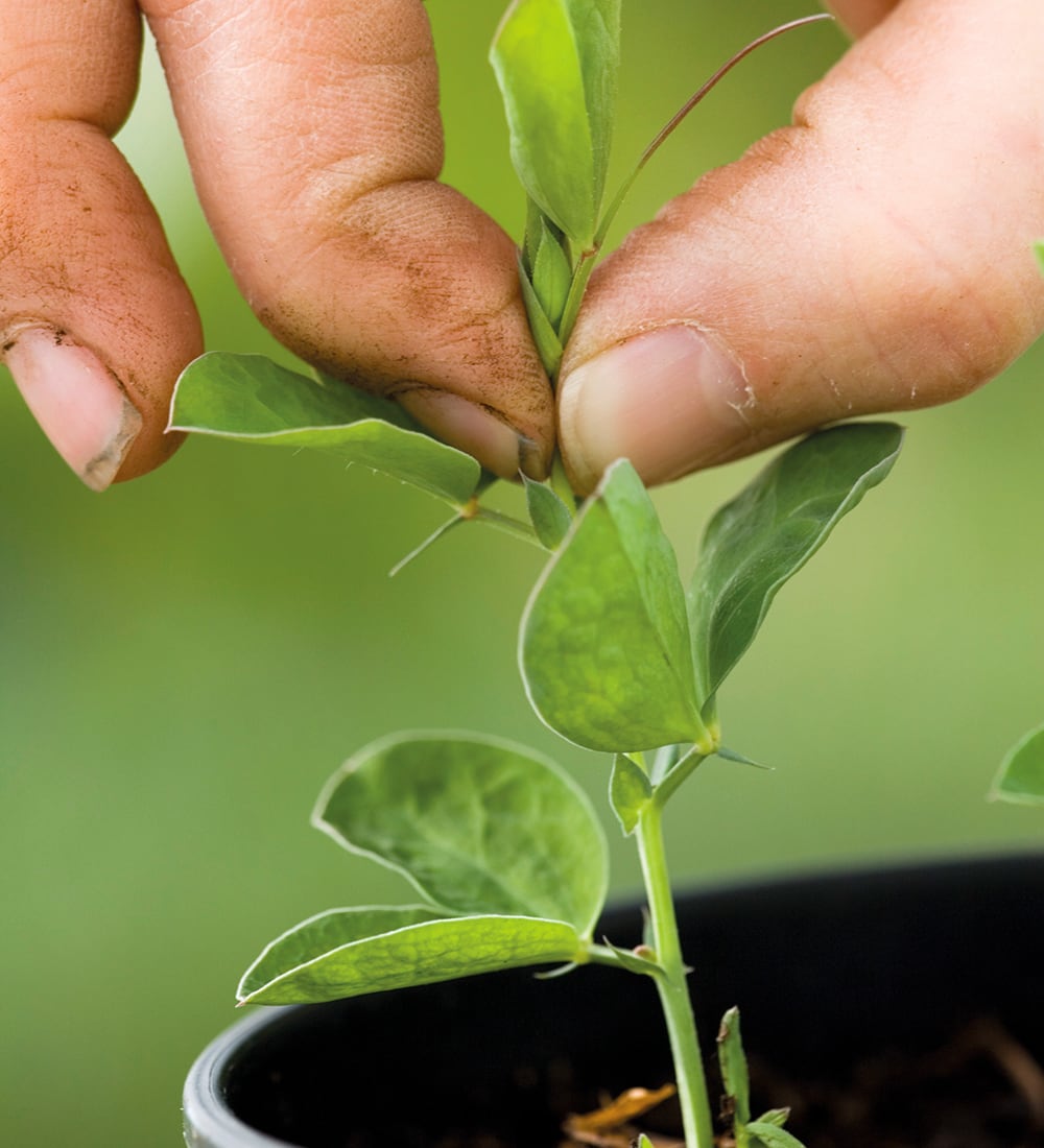 Grow and Arrange Your Own Cut Flowers with Sarah Raven at Rutland Nursery, Oakham