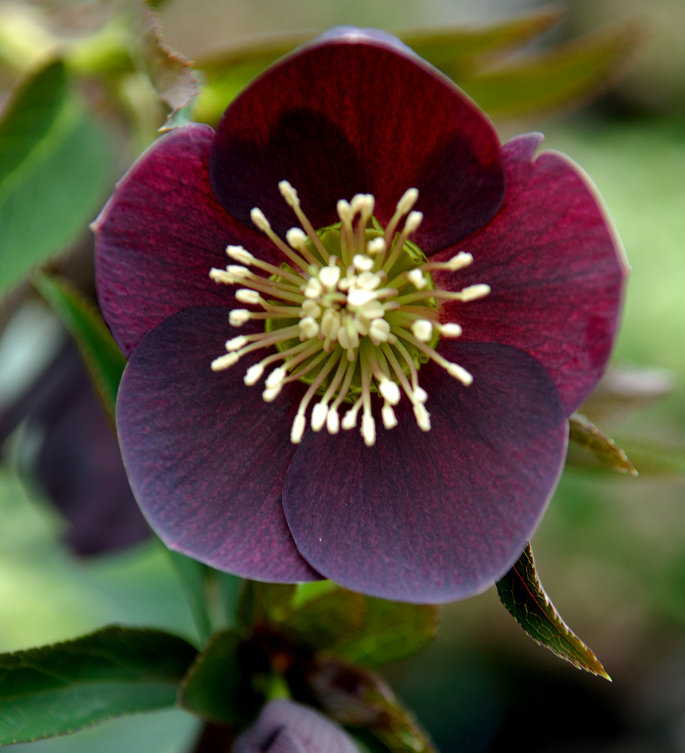Helleborus orientalis 'Pretty Ellen Purple'